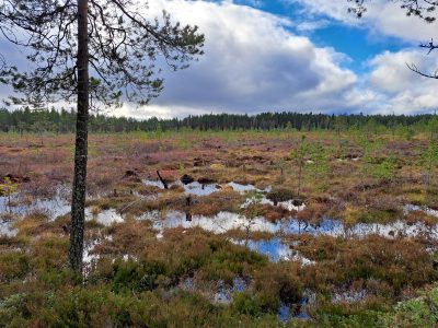 Viitalamminsuo Saarijärvellä on ennallistettu.